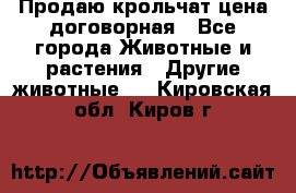 Продаю крольчат цена договорная - Все города Животные и растения » Другие животные   . Кировская обл.,Киров г.